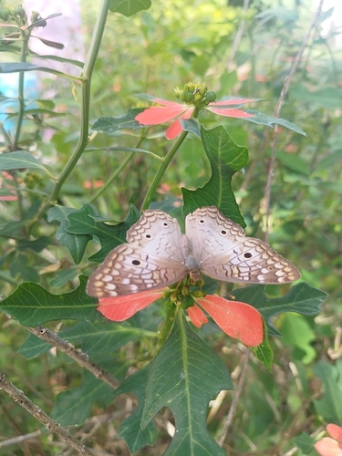 White Peacock