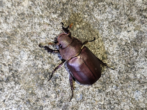 Spodochlamys