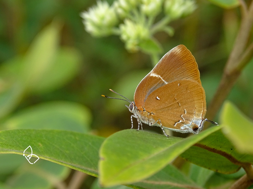 Thecla ravus