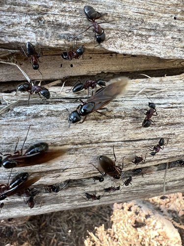 Hercules Carpenter Ant