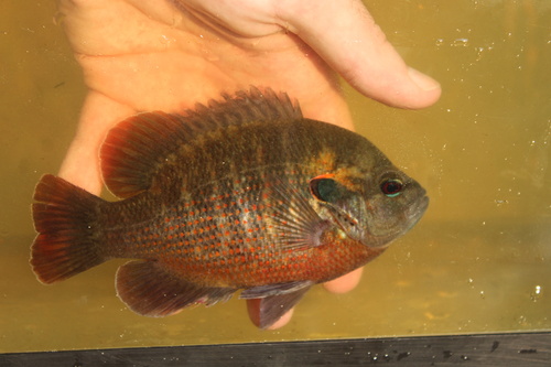 Redspotted Sunfish