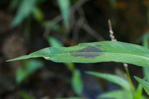 slender knotweed