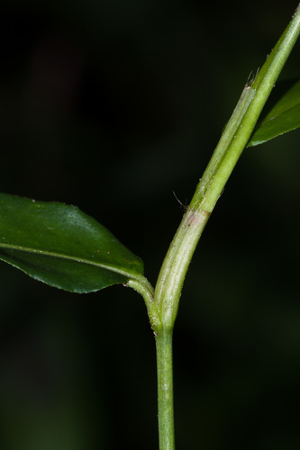 slender knotweed