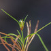 Ficinia ramosissima - Photo (c) Chris Whitehouse, todos os direitos reservados, uploaded by Chris Whitehouse