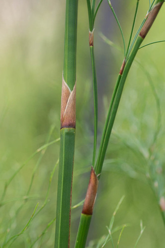 Quad Reed (Restio quadratus) · iNaturalist