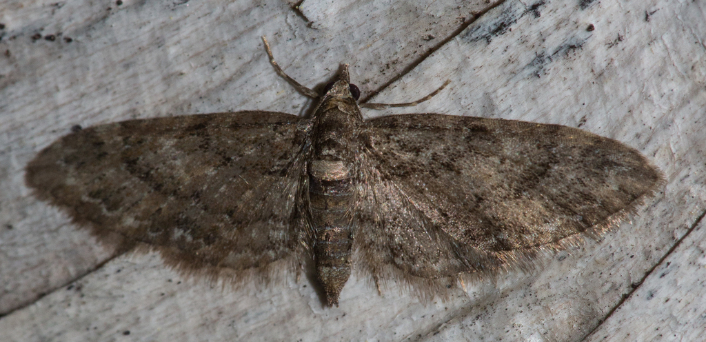 Pug Moths from Washington County, VT, USA on May 21, 2024 at 11:05 PM ...