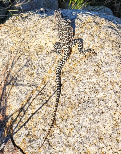 iNaturalist observation photo of Long-nosed Leopard Lizard
