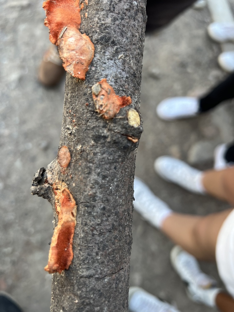 trametes-from-calle-24-de-junio-puerto-vallarta-jal-mx-on-march-12