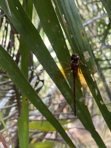 Oligoaeschna buehri
