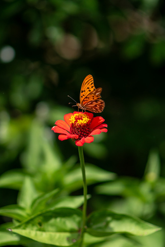 Gulf Fritillary