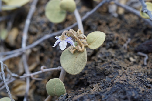 Solanum nelsonii