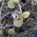 Solanum nelsonii - Photo (c) jackson wright, όλα τα δικαιώματα διατηρούνται, uploaded by jackson wright