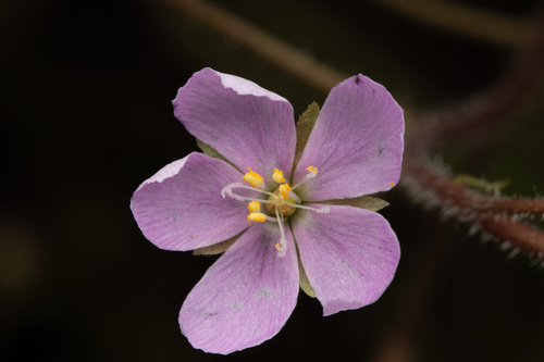 How to identify Drosera aquatica Lowrie