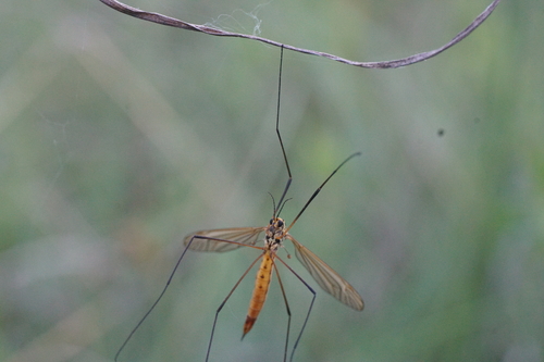 Nephrotoma flavescens