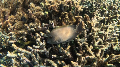 Lined Bristletooth — seen at this dive site