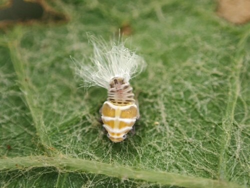 Orosanga japonica
