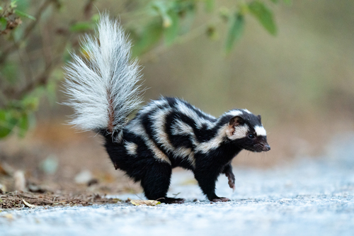 Yucatán Spotted Skunk
