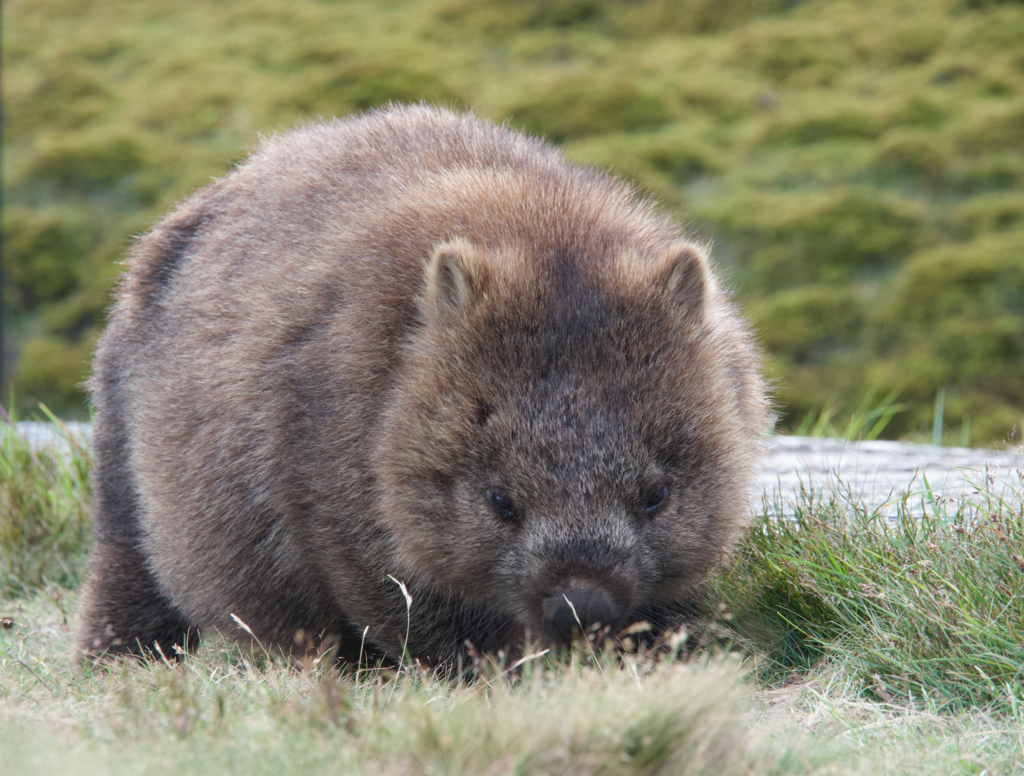 Tasmanian Wombat from Cradle Mountain TAS 7306, Australia on January 8 ...