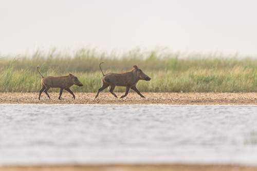 Northern Warthog