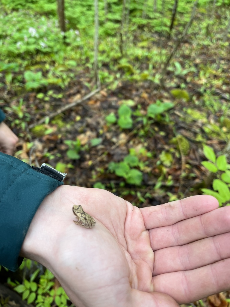 Spring Peeper from Little Cove Rd, Northern Bruce Peninsula, ON, CA on ...