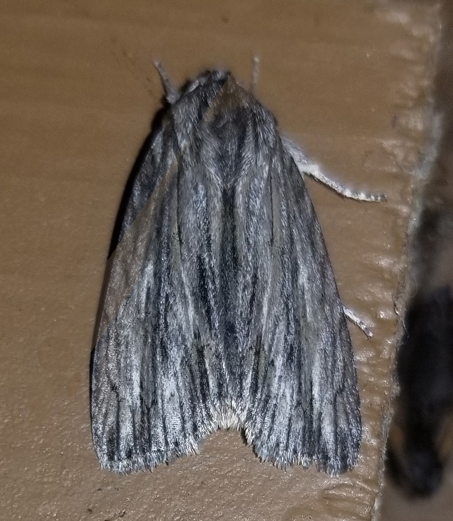 Streaked Dagger from Fentress County, TN, USA on May 27, 2024 at 08:34 ...
