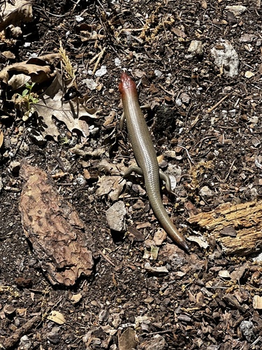 iNaturalist observation photo of Northern Brown Skink