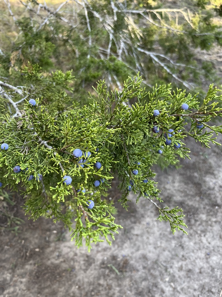 Ashe juniper from E Creek Dr, Dripping Springs, TX, US on January 10 ...