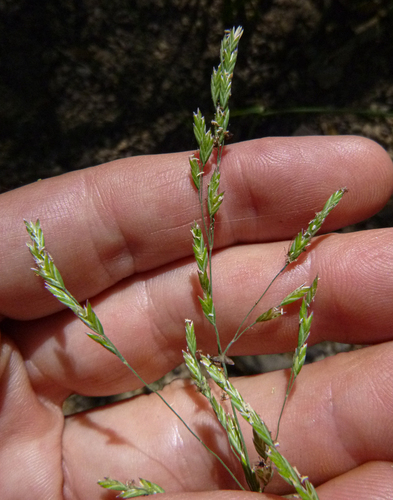 Poa howellii