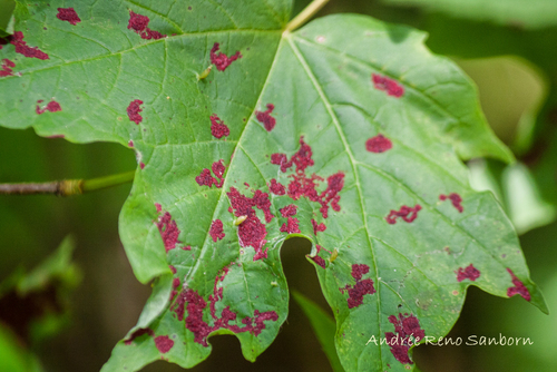 Crimson Erineum Mite