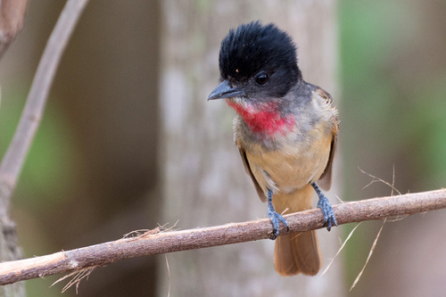 Rose-throated Becard
