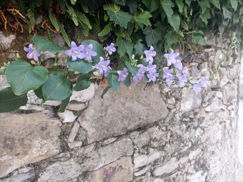 Campanule pyramidale
