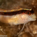 Longstriped Blenny - Photo (c) Tim Cameron, all rights reserved, uploaded by Tim Cameron