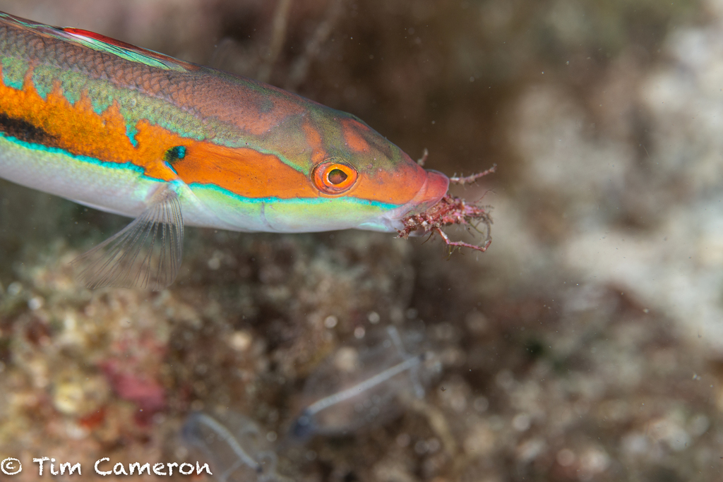 Mediterranean rainbow wrasse