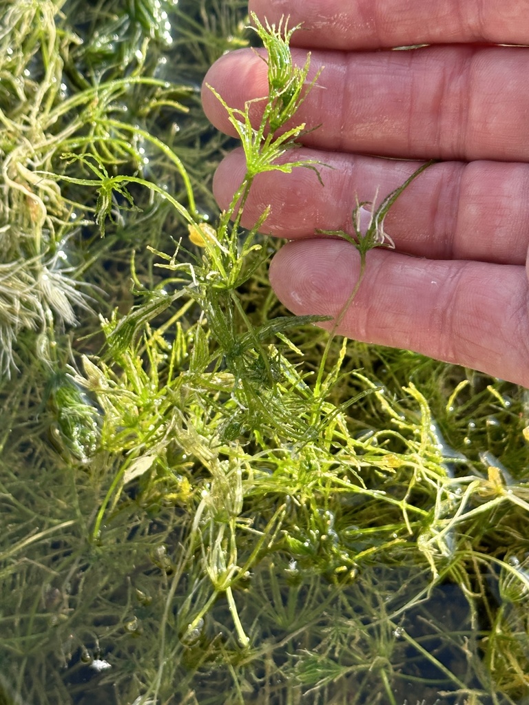 muskgrass from Palm Bay, FL, US on May 29, 2024 at 08:18 AM by Bryan ...