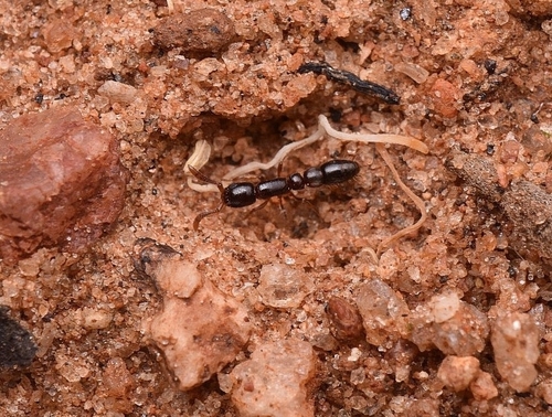 Lioponera nayanaLioponera nayana
