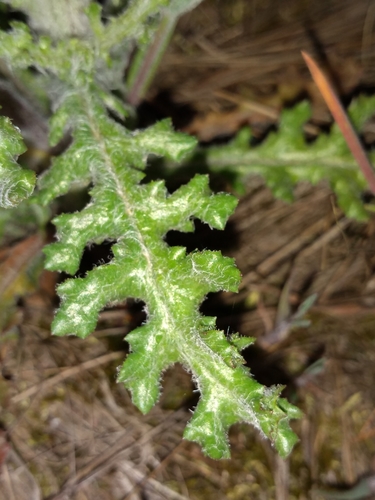 Eastern Groundsel