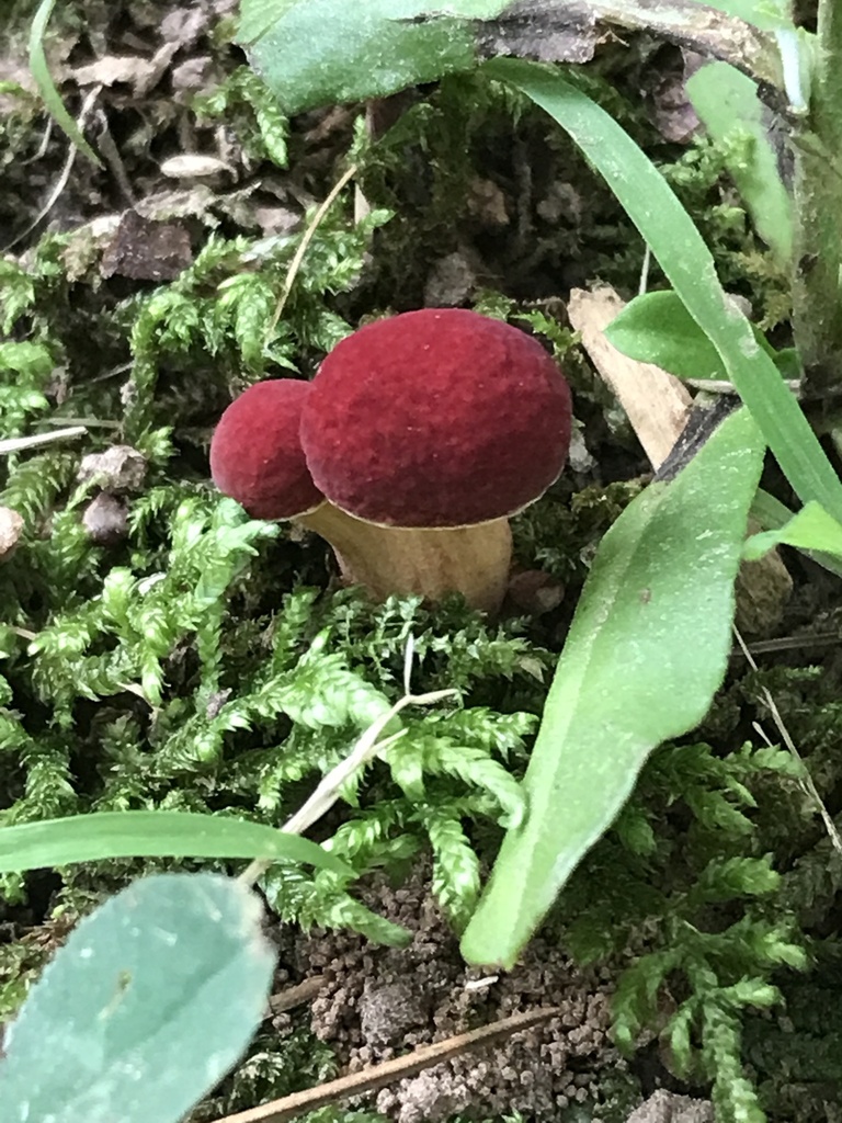 Ruby Bolete in May 2024 by sammyisafuzzydog · iNaturalist