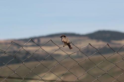Spanish Sparrow