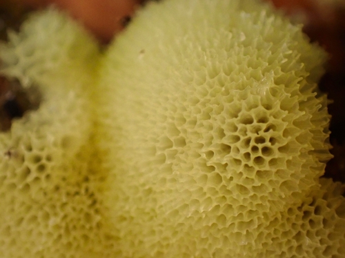 Ceratiomyxa porioides nuotrauka