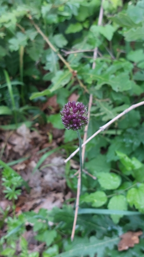 Purple-flowered Garlic