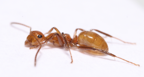 Camponotus dimorphus