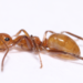 Camponotus dimorphus - Photo (c) Dido, all rights reserved, uploaded by Dido