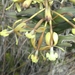 Epidendrum decurviflorum - Photo (c) Yalile Arenas, all rights reserved, uploaded by Yalile Arenas