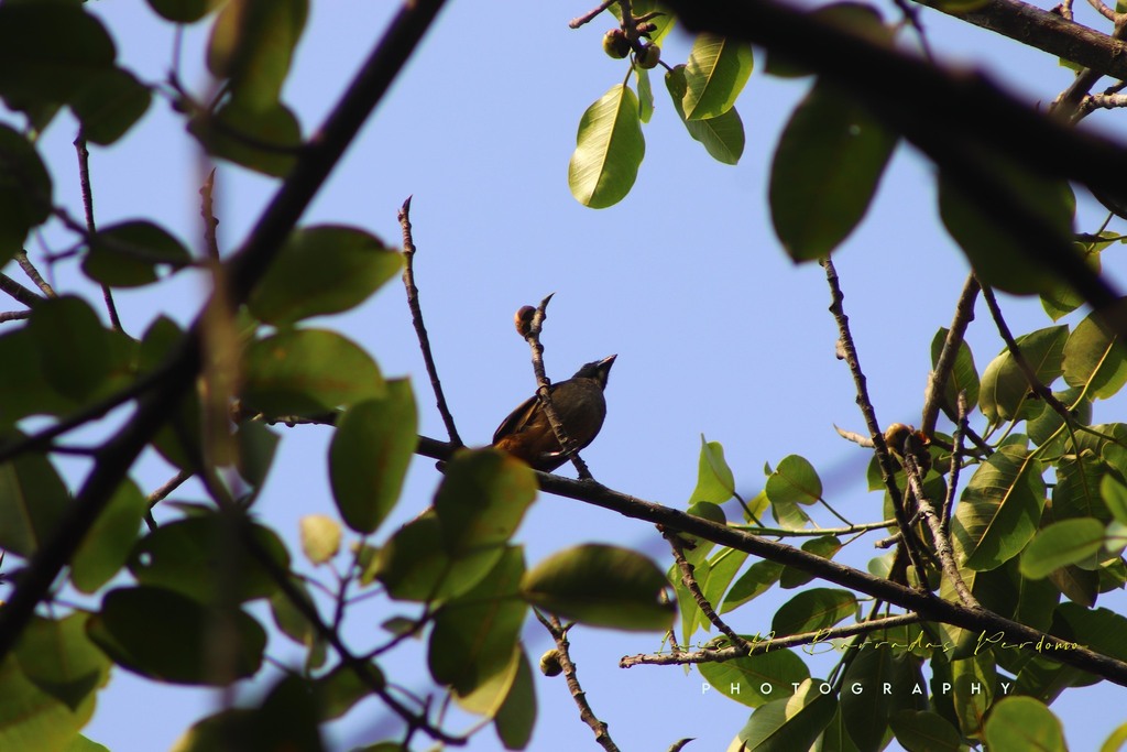 Cinnamon-bellied Saltator from Reserva Territorial, Col. Santa Bárbara ...