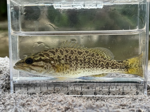 Neosho Bass