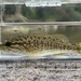 Micropterus velox - Photo (c) Ryley Parker, todos los derechos reservados, subido por Ryley Parker