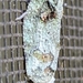 Flataloides scabrosa - Photo (c) Silflay, כל הזכויות שמורות, הועלה על ידי Silflay