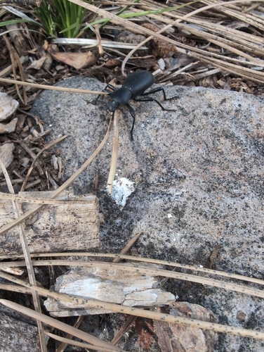 iNaturalist observation photo of California Broad-necked Darkling Beetle