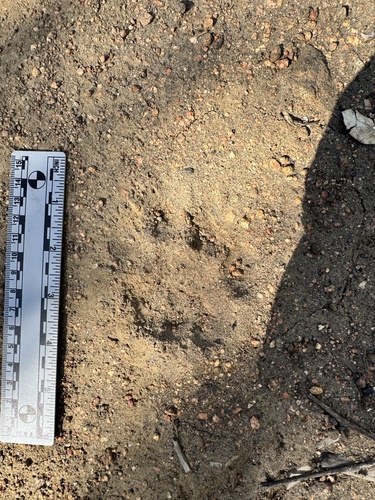 Mountain Lion Tracks – NatureTracking