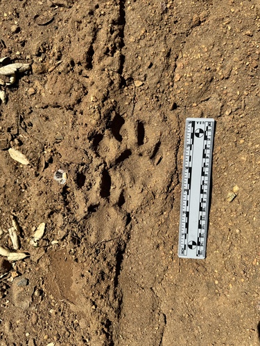 Mountain Lion Tracks – NatureTracking